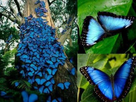 blue-morpho-butterfly-swarm-brazil