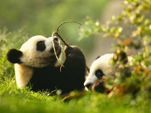 3. Chinese-pandas