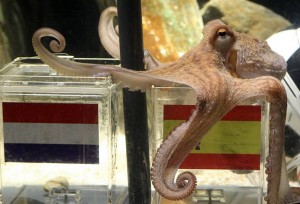 9An-octopus-named-Paul